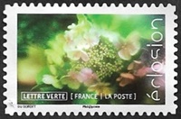 L'hortensia (hydrangea)