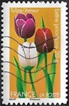 Tulipe - Amour
