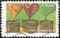 Plantes-cœurs dans des pots
