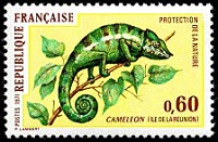 Caméléon - Ile de la Réunion