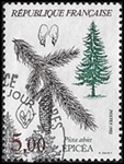 Epicéa - Picea abies