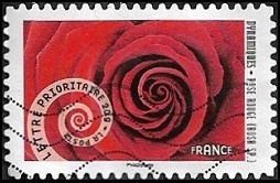 Rose rouge (Rosa SP.)
