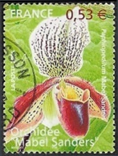 Orchidée Mabel Sanders