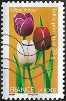 Tulipe - Amour