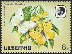 Catopsillia florella